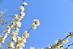 白桃花