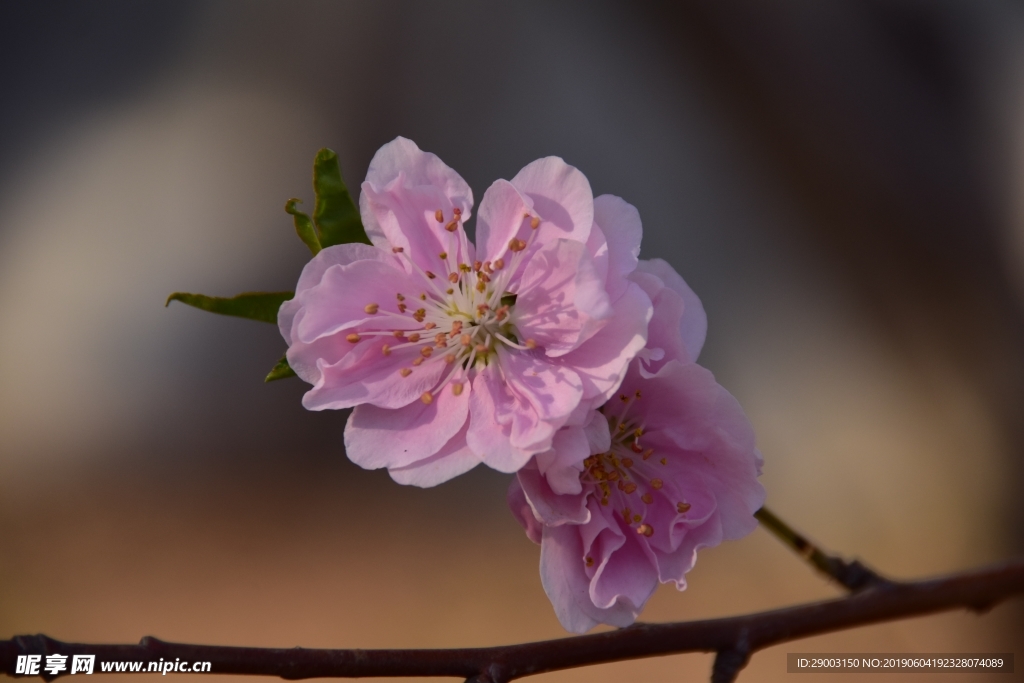 桃花