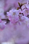 粉色桃花
