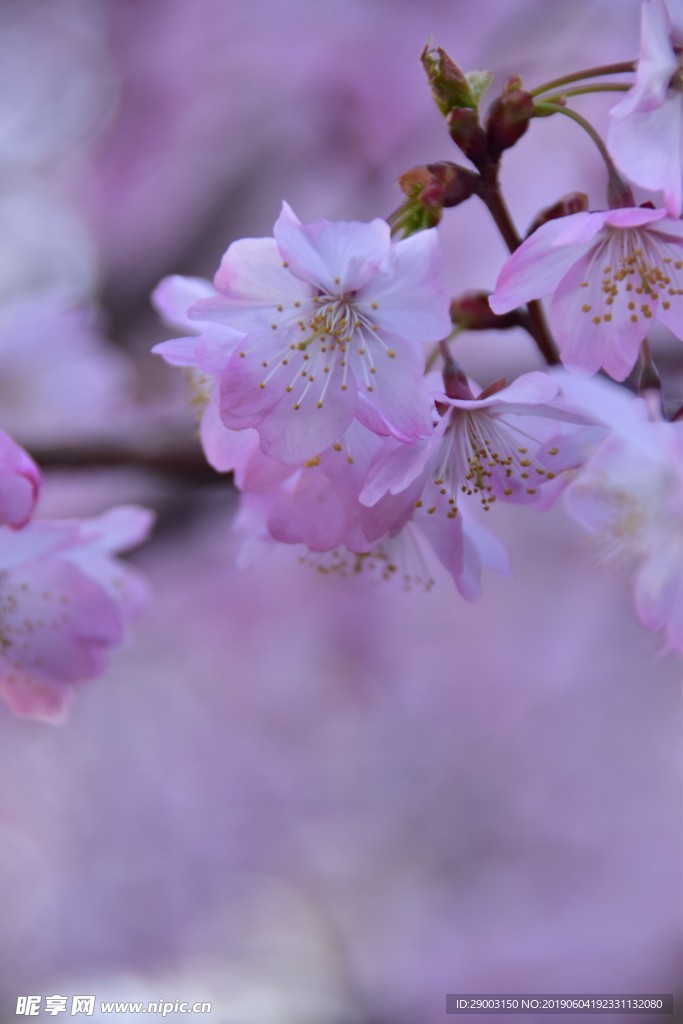粉色桃花