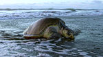 海龟