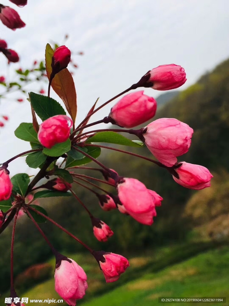 桃花
