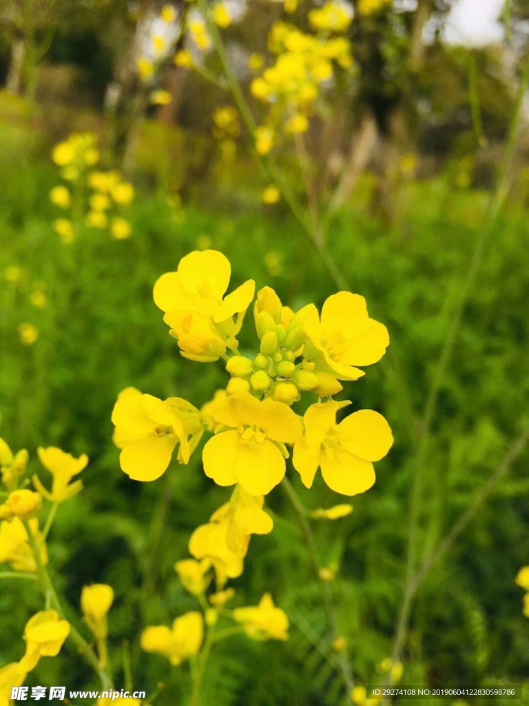 油菜花
