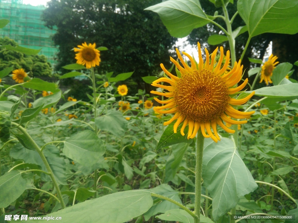 风景 树木 花草