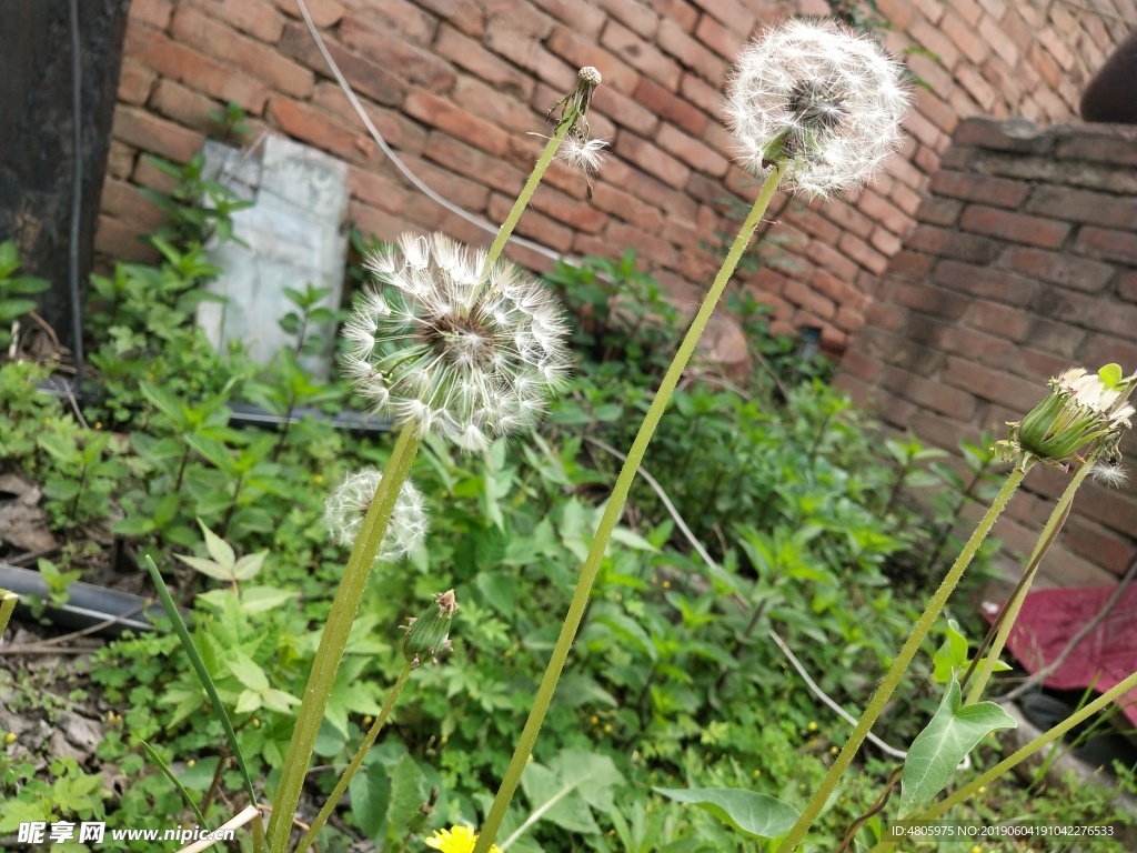 蒲公英