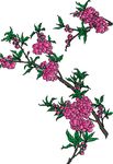 碧桃花