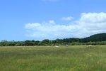 新西兰农场田园风景