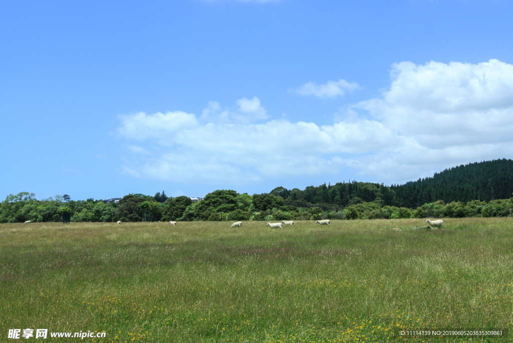 新西兰农场田园风景