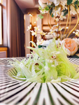 凤尾芹