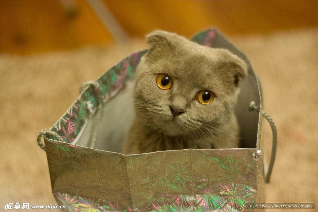 猫咪