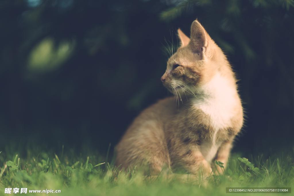 猫咪