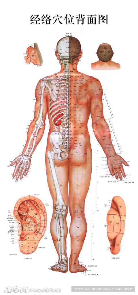 经络挂图