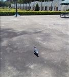 鸽子