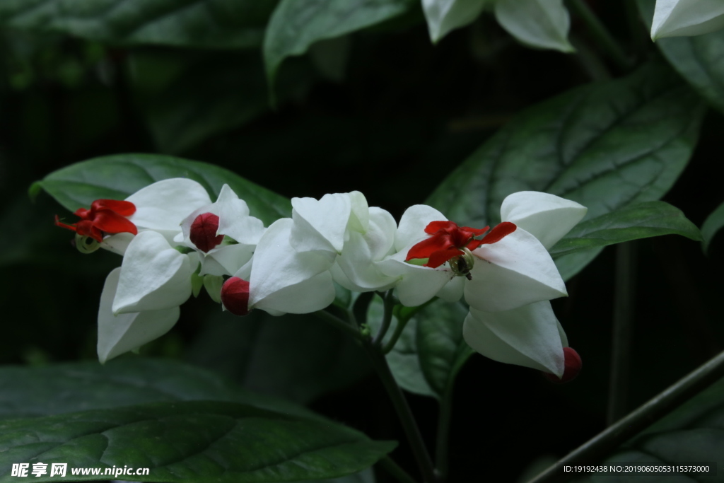 龙吐珠