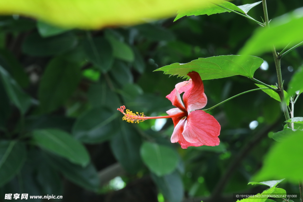 扶桑花