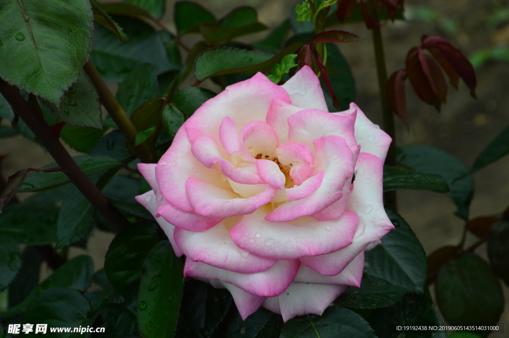 月季花