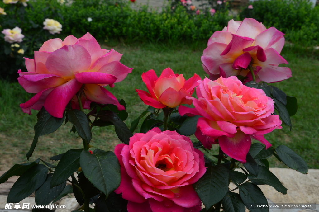 月季花