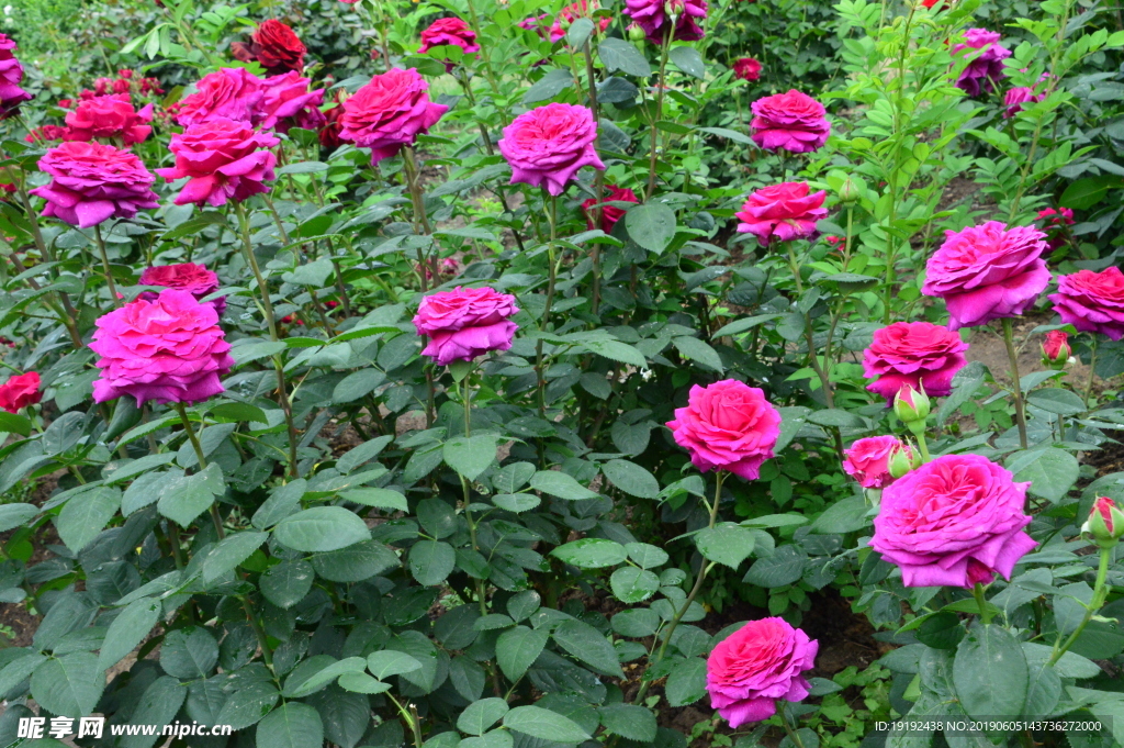 月季花