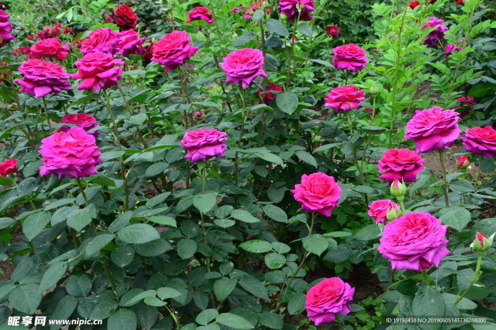 月季花