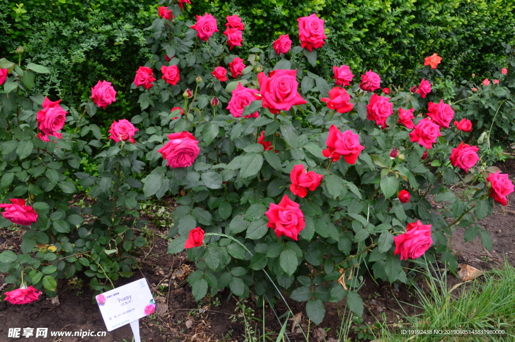 月季花
