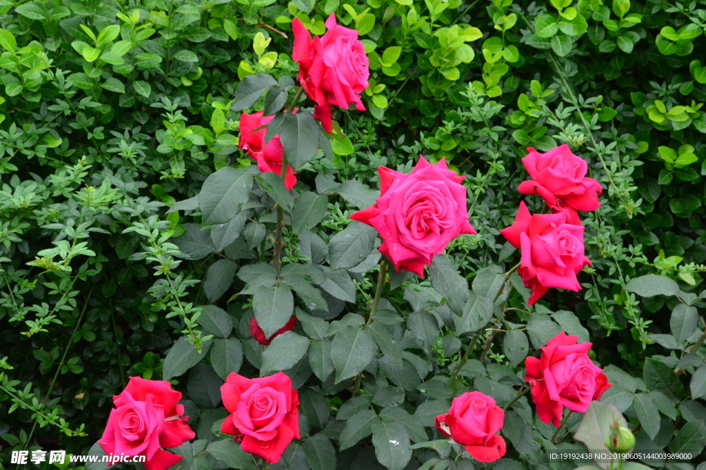 月季花