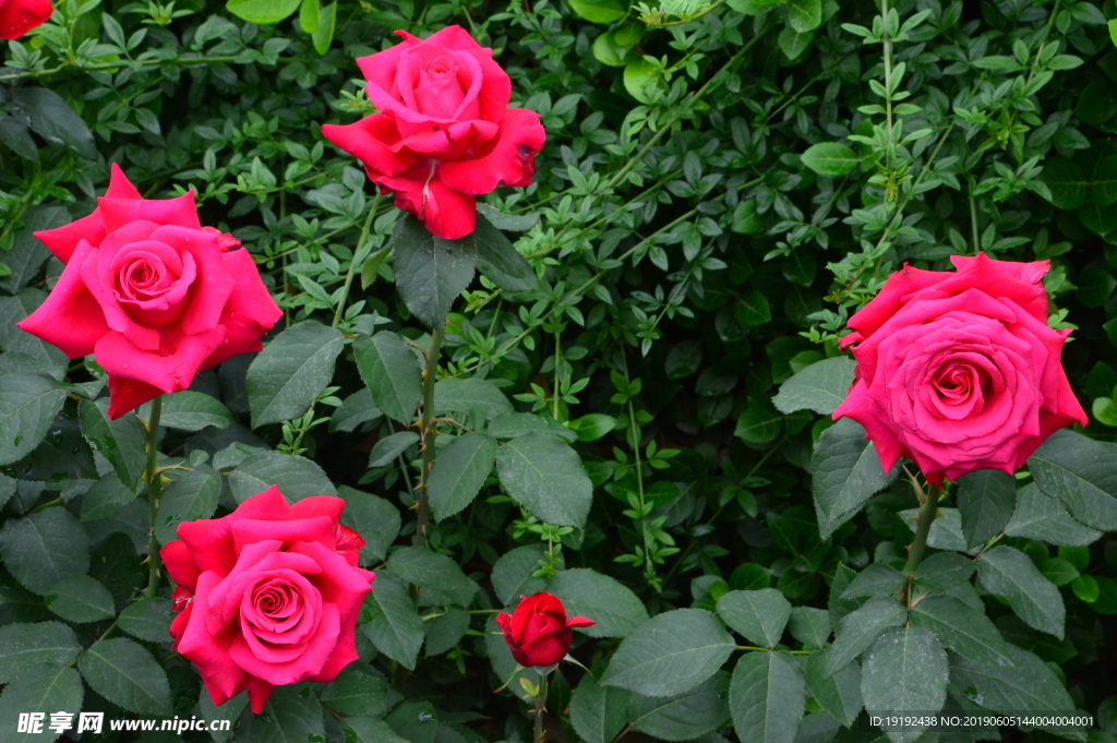 月季花