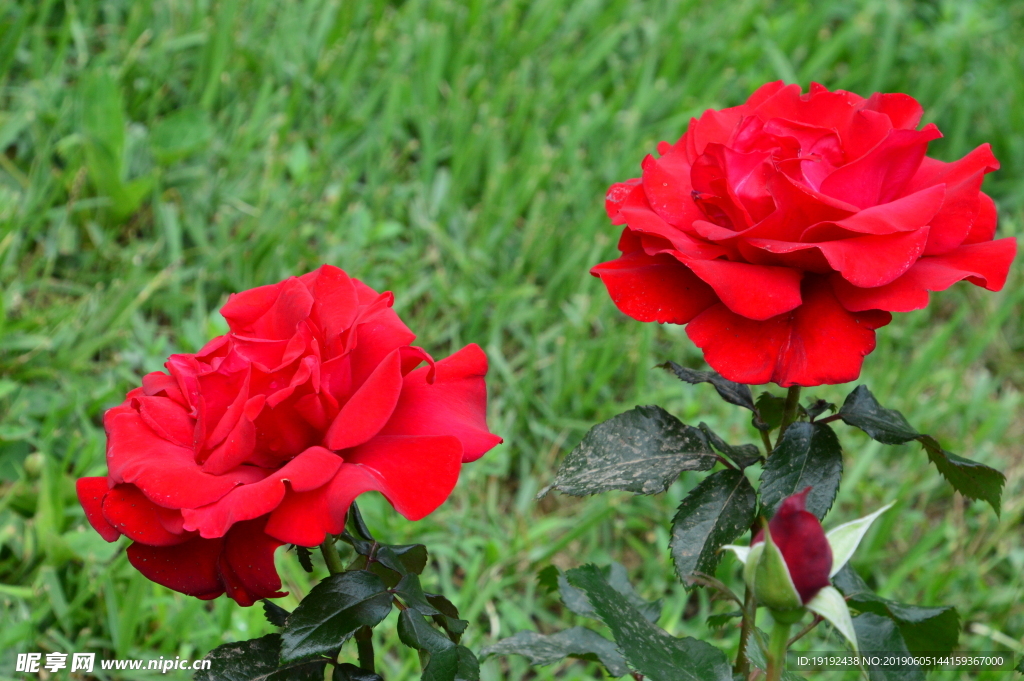 月季花