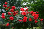 月季花