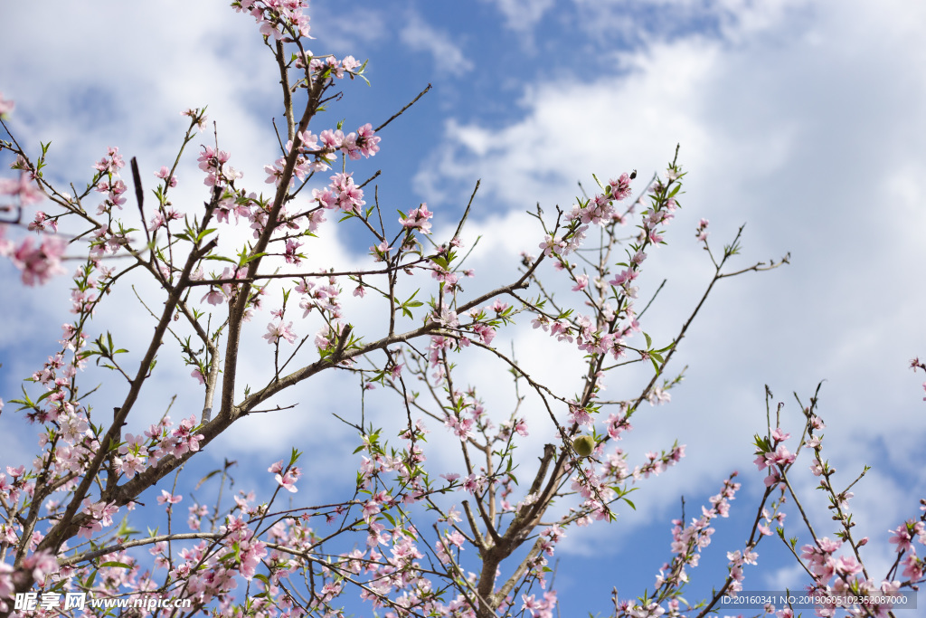 桃花