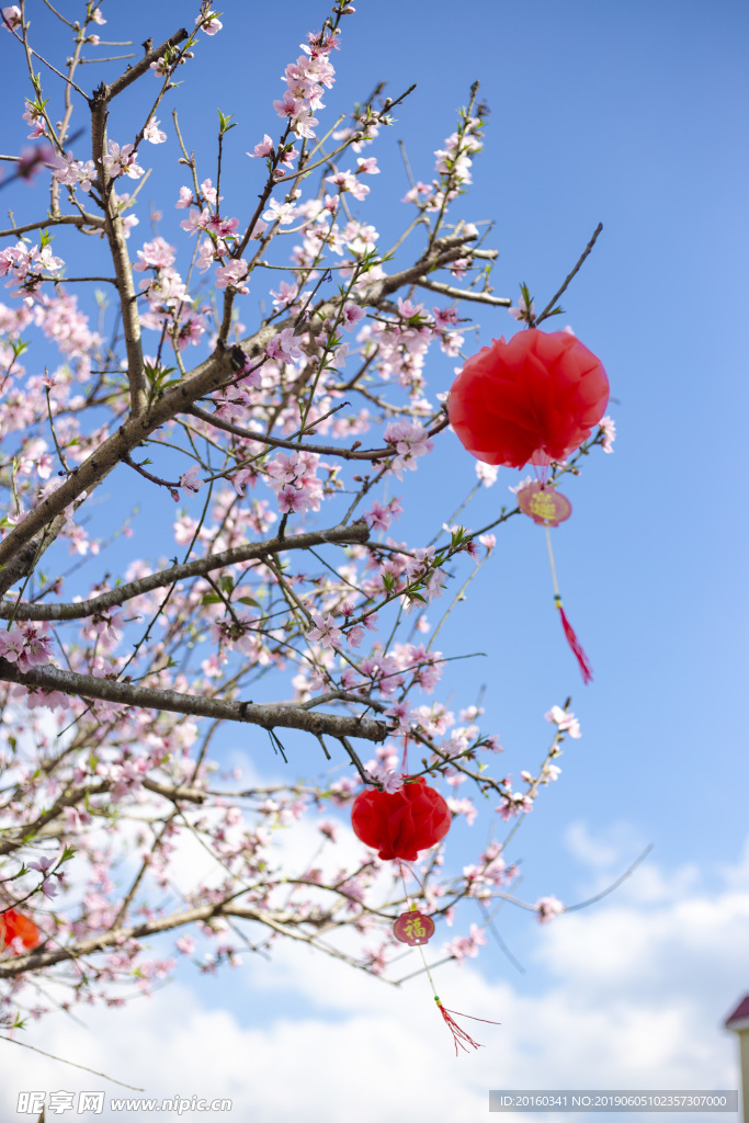 春节桃花