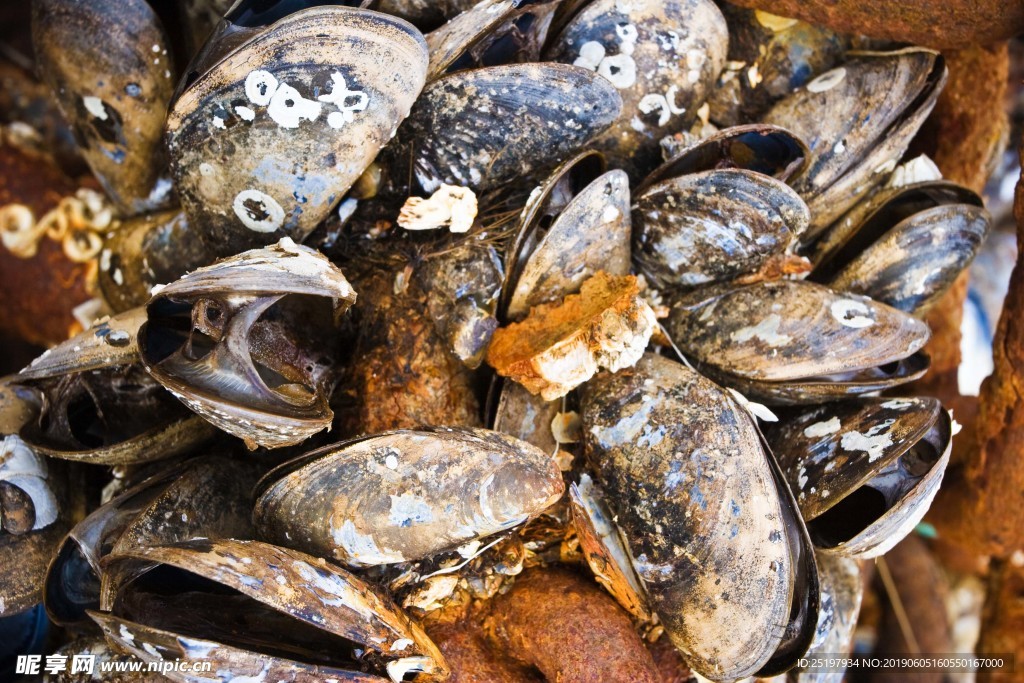 海鲜