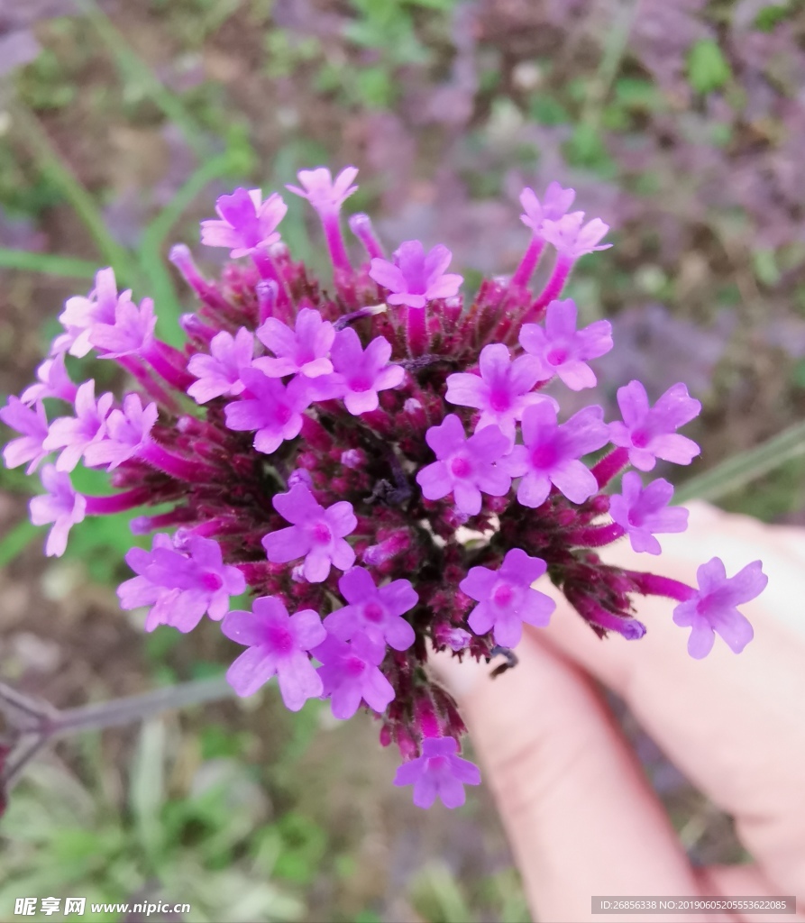 柳叶马鞭草