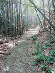 竹林小道