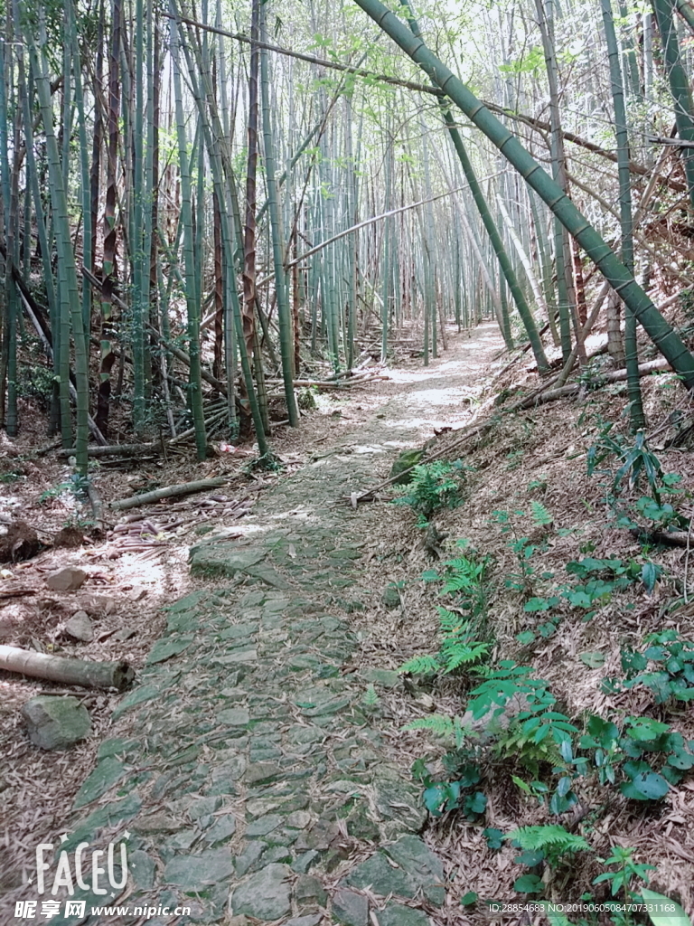 竹林小道