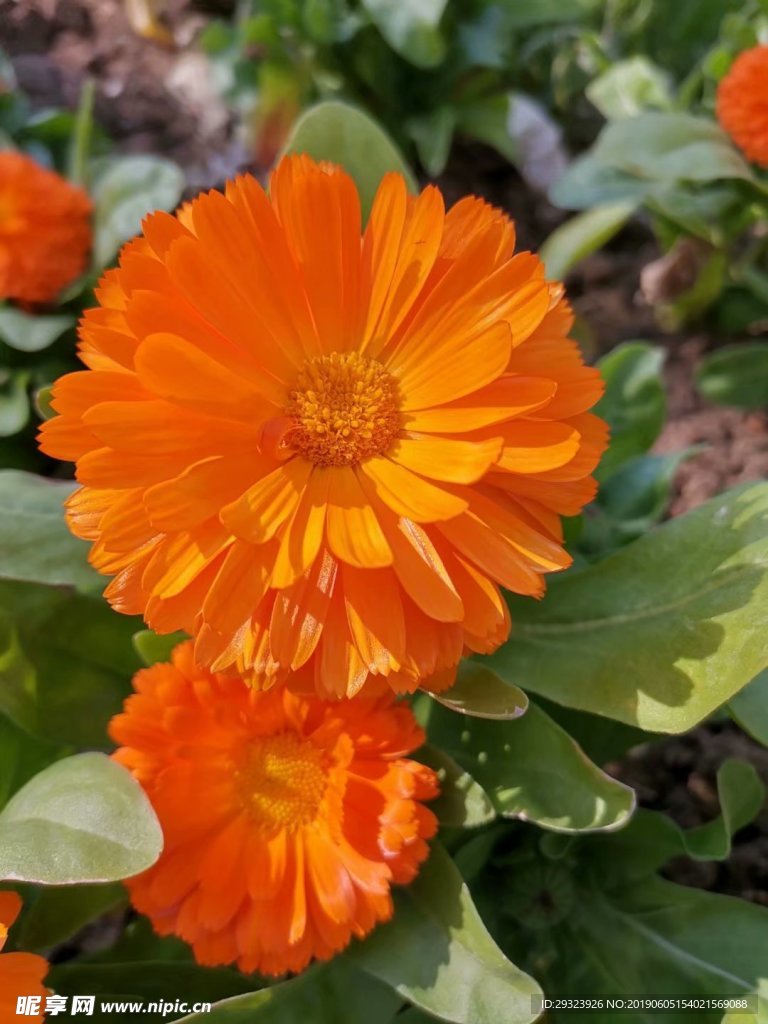 花朵也来个亲子照