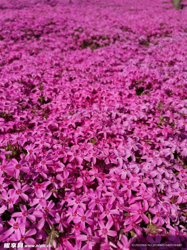 粉红的花海