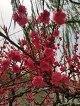 梅花