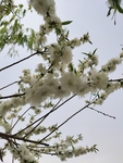 梨花