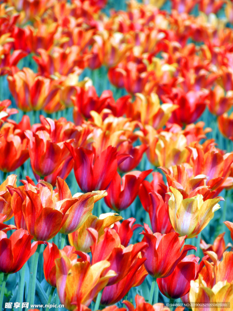 郁金香花海