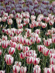 郁金香花海