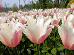 郁金香花海