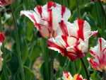 郁金香花海