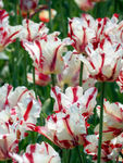 郁金香花海