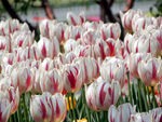 郁金香花海