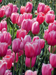 郁金香花海