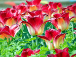 郁金香花海