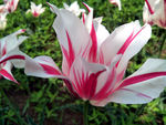 郁金香花海