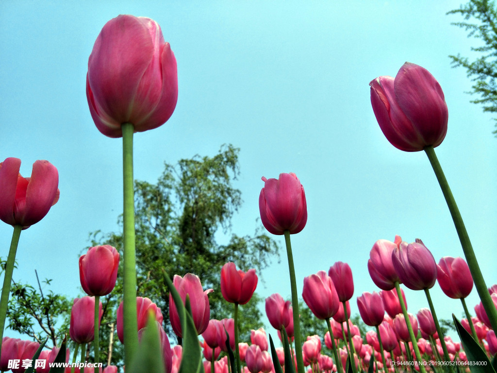 郁金香花海
