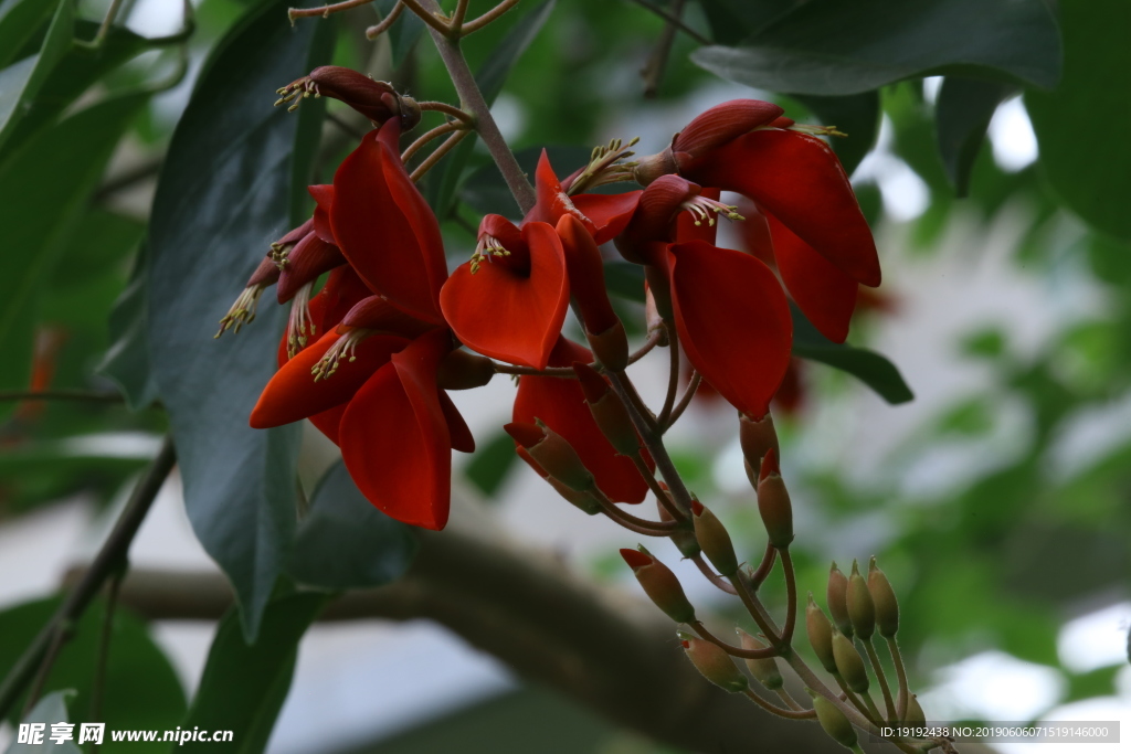 龙牙花