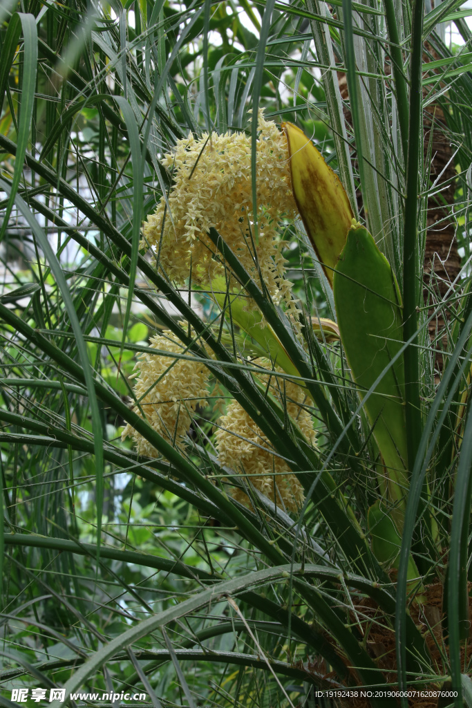 软叶刺葵花